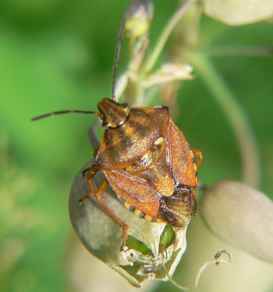 Carpocoris pudicus